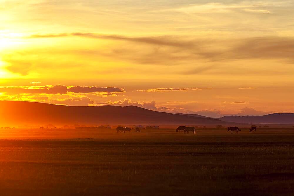 Grazing horses, Orkhon Valley, Mongolia, Asia