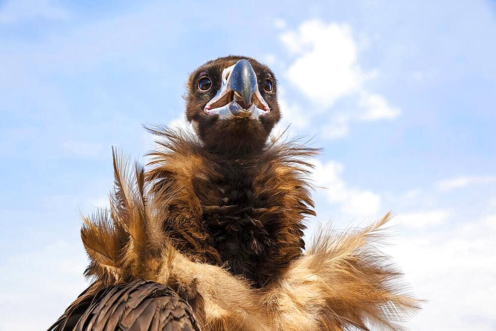 Cinereous vulture (Aegypius monachus), Mongolia, Asia