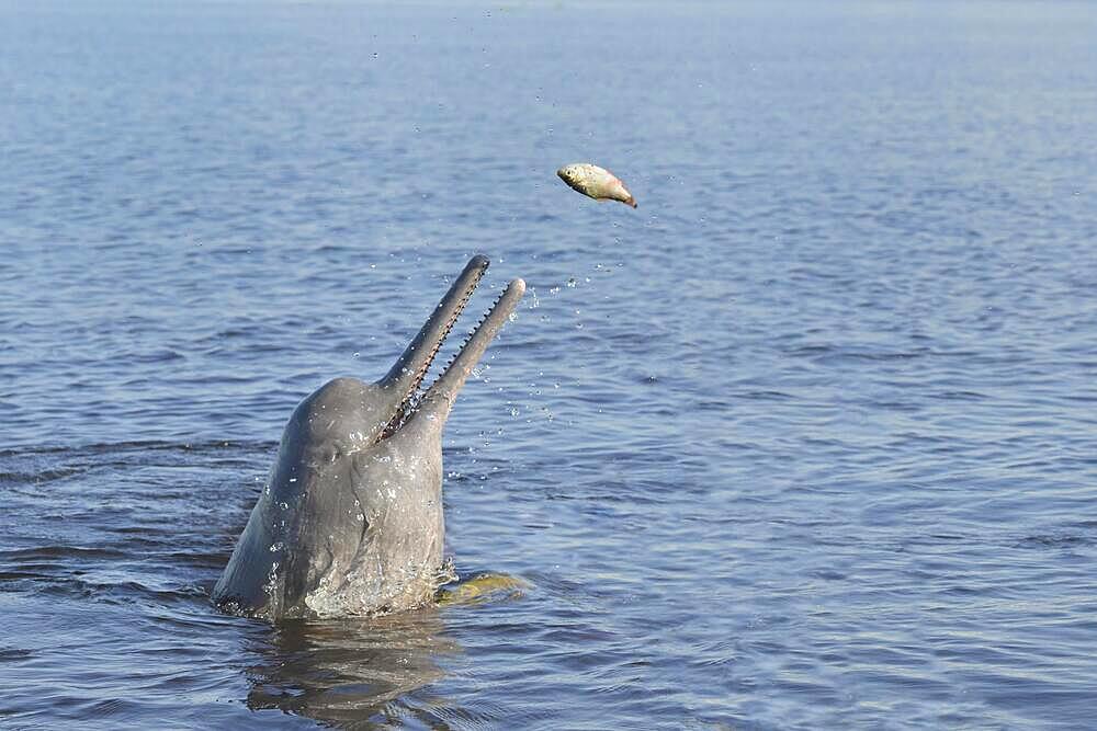 Hunting Amazon River Dolphin or Pink Amazon Dolphin (Inia geoffrensis), Rio Negro, Manaus, Amazonia State, Brazil, South America