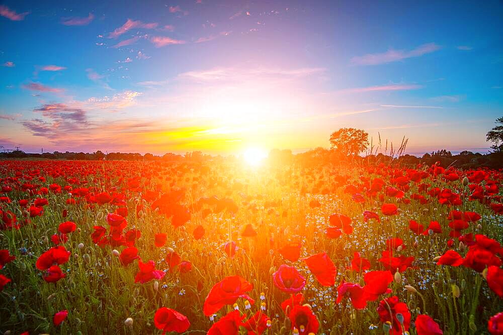 Poppy meadow in the beautiful light of sunset