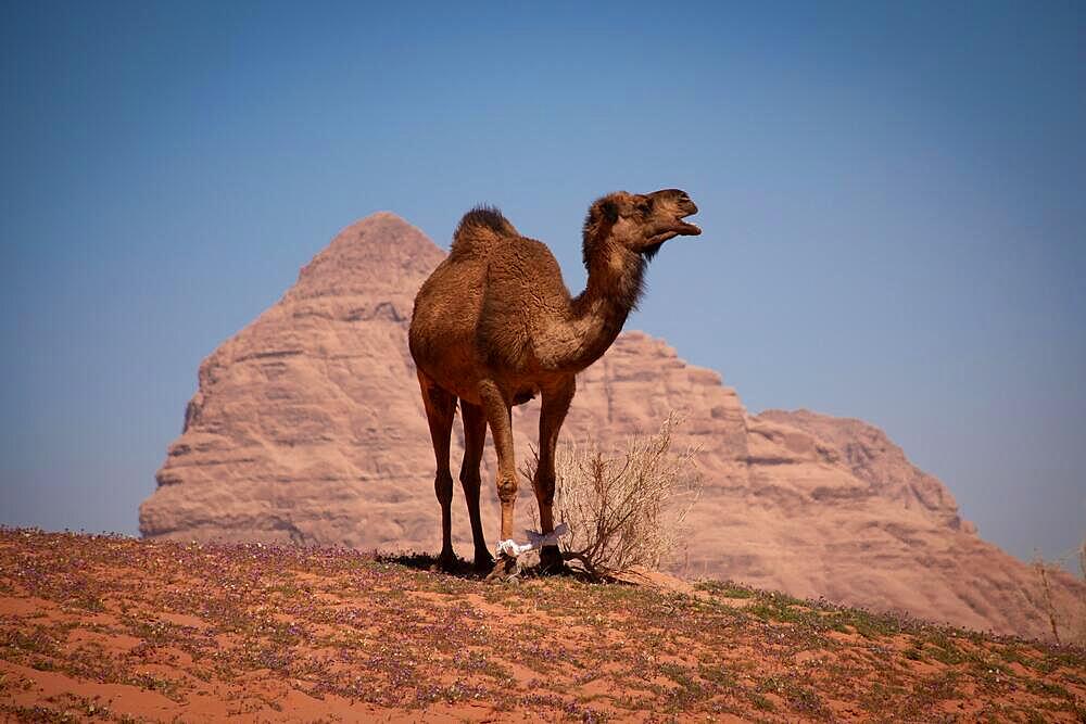 The unique experience of visiting this beautiful desert on camels makes Wadi Rum a worthwhile stop on a visit to Jordan. Dozens of Beduin-run tours cater to tourism