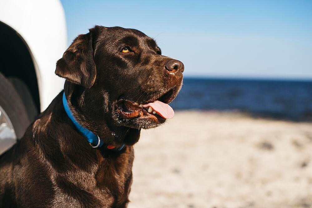 Black dog having fun beach