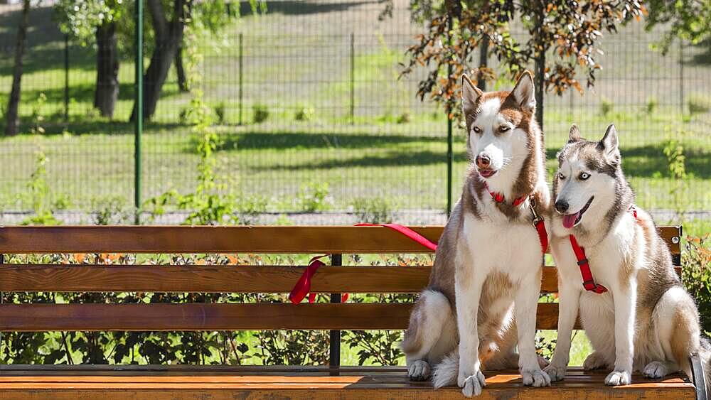 Two husky dogs bench park with copy space