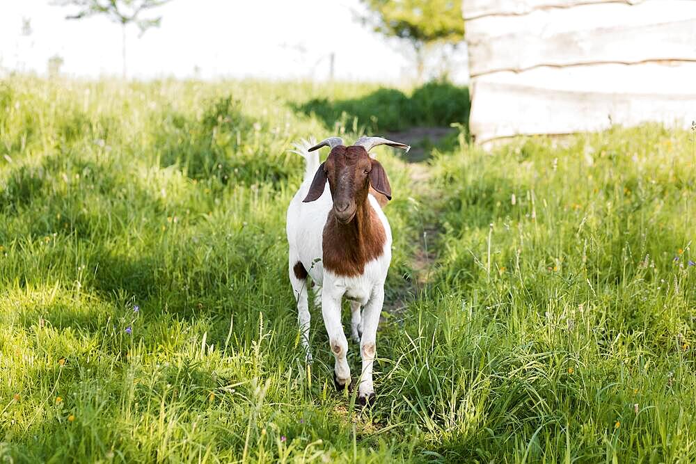 High angle goat farm