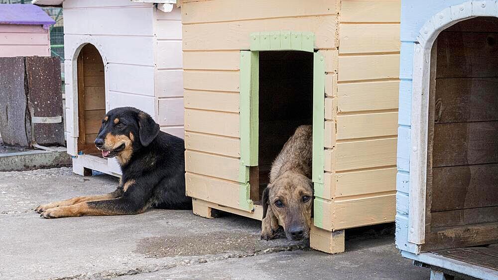 Cute dogs their houses waiting be adopted