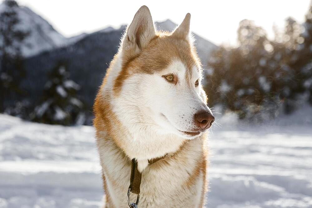 Cute husky snow outdoors