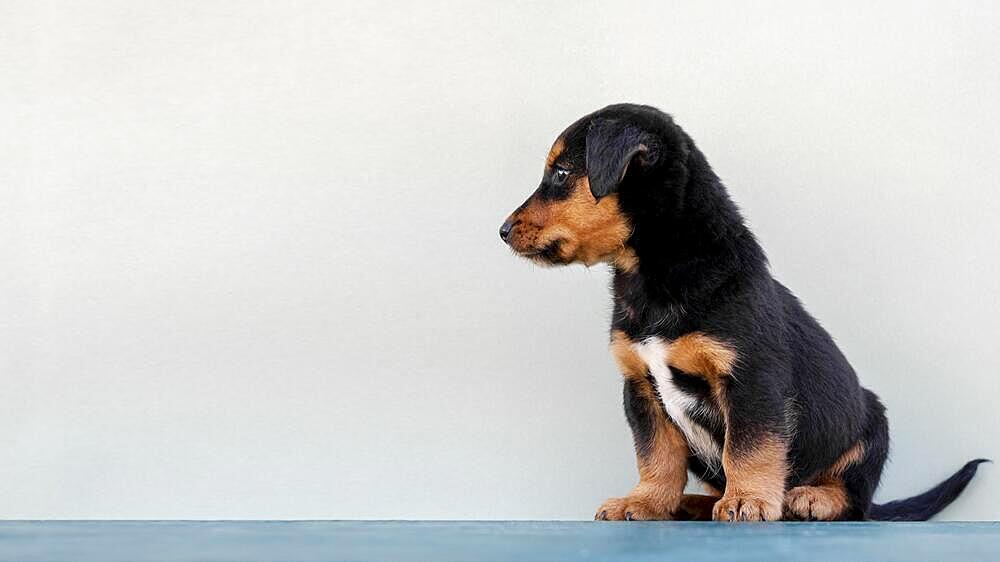 Side view cute dog white background