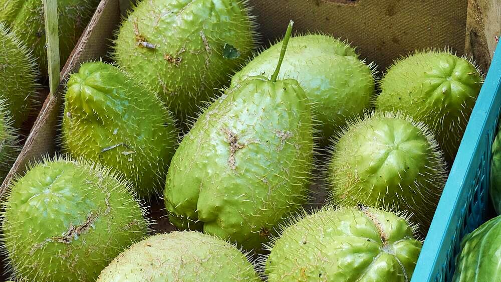 Stink (Durio zibethinus) fruit, close, detail, markets, open air, Palermo, capital, Sicily, Italy, Europe