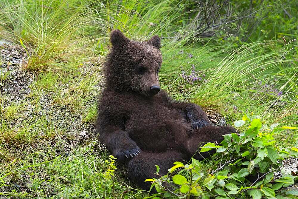 European brown bear (Ursus arctos arctos), young, Transylvania, Carpathians, Romania, Europe