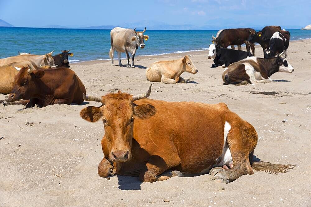 Free-range cows on the beach, Kalogria, Achaia, Peloponnese, Greece, Europe