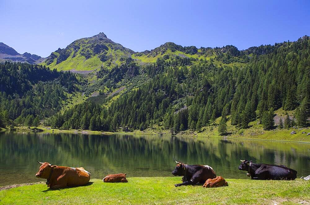 Cattle herd at Duisitzkarsee, Obertal, Schladminger Tauern, Schladming, Styria, Austria, Europe