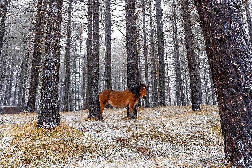 Wild horses in the aizkorri mountain of gipuzkoa. Snowy landscape by winter snows. Basque Country, Spain, Europe