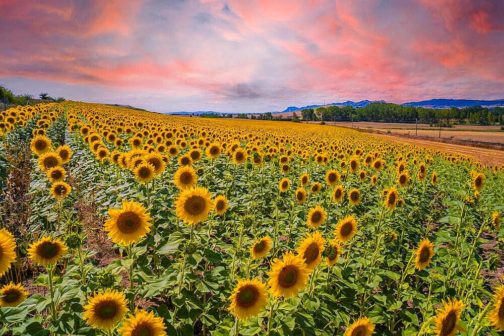 A beautiful field of sunflowers in a field of Castilla y Leon in the summer sunset. Spain