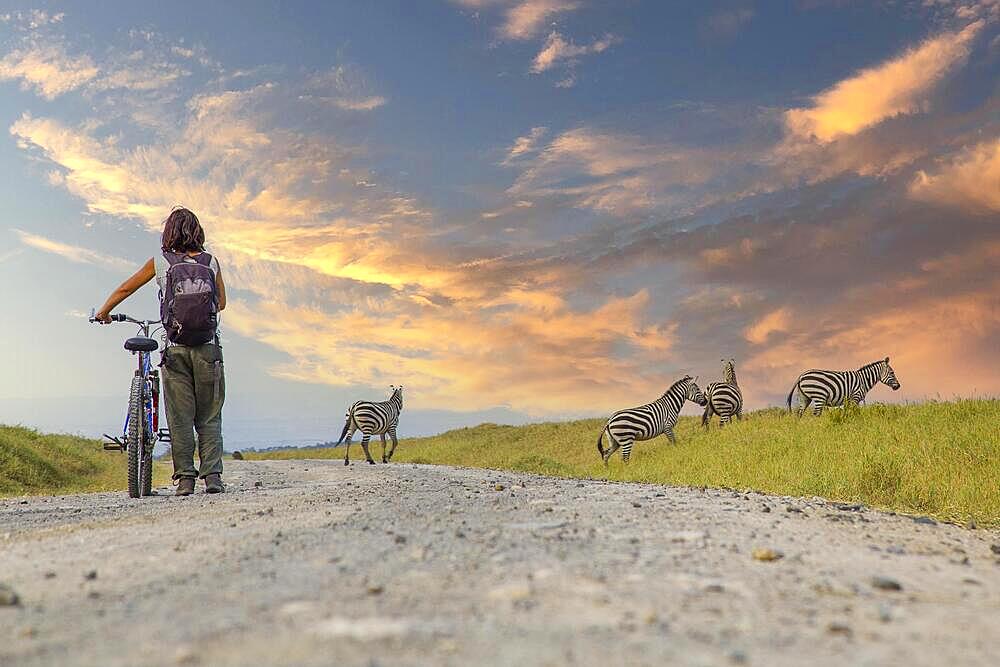 A girl on a bike next to Zebras in Naivasha in Hells Gate Park at sunset, Kenya, Africa