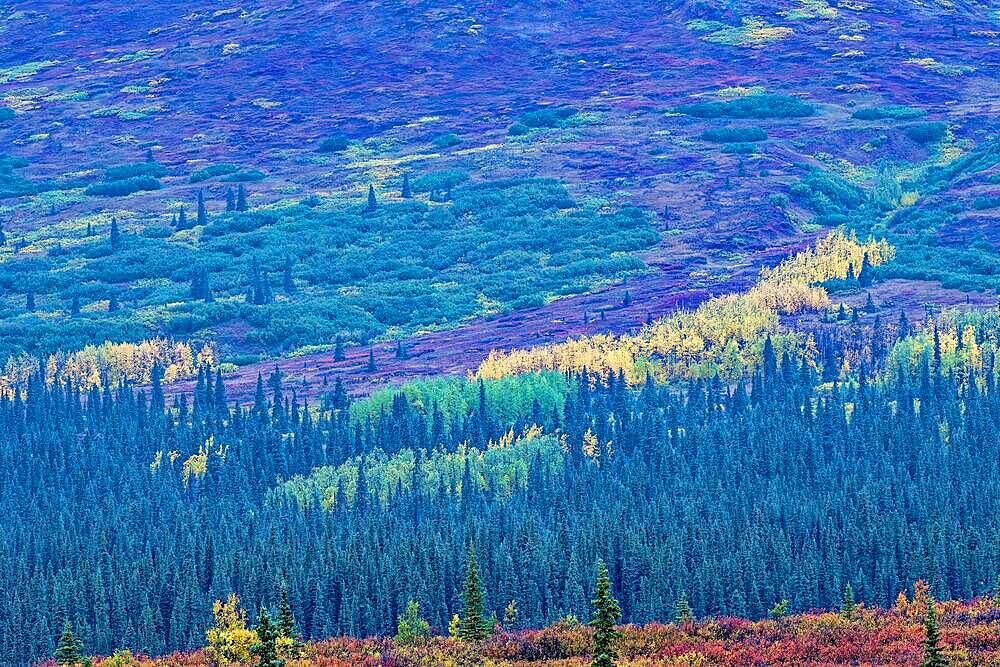 Autumn landscape in Denali State Park, Central Alaska, Alaska, USA, North America