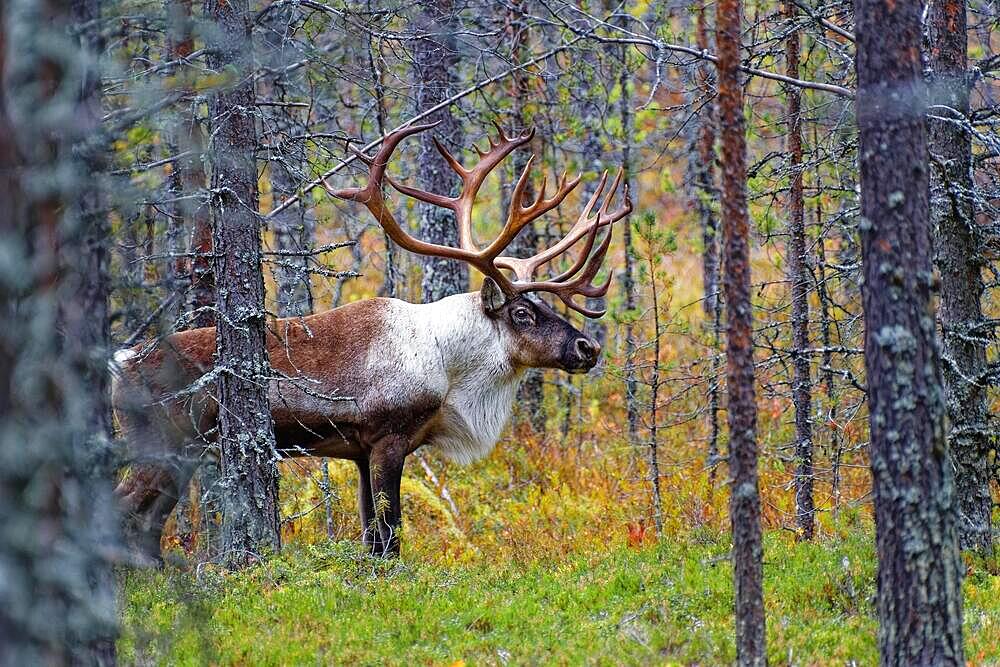 Finnish forest reindeer (Rangifer tarandus fennicus), wild, in the forest, Kuhmo, Kainuu, north-east Finland, Finland, Europe