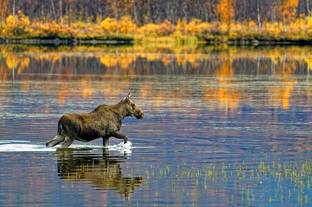 Elk (Alces alces) walking through the water, water plants, autumn mood, reflections, Nikkaluokta, Kiruna, Gaellivare, Norrbottens laen, Lapland, Northern Sweden, Sweden, Europe