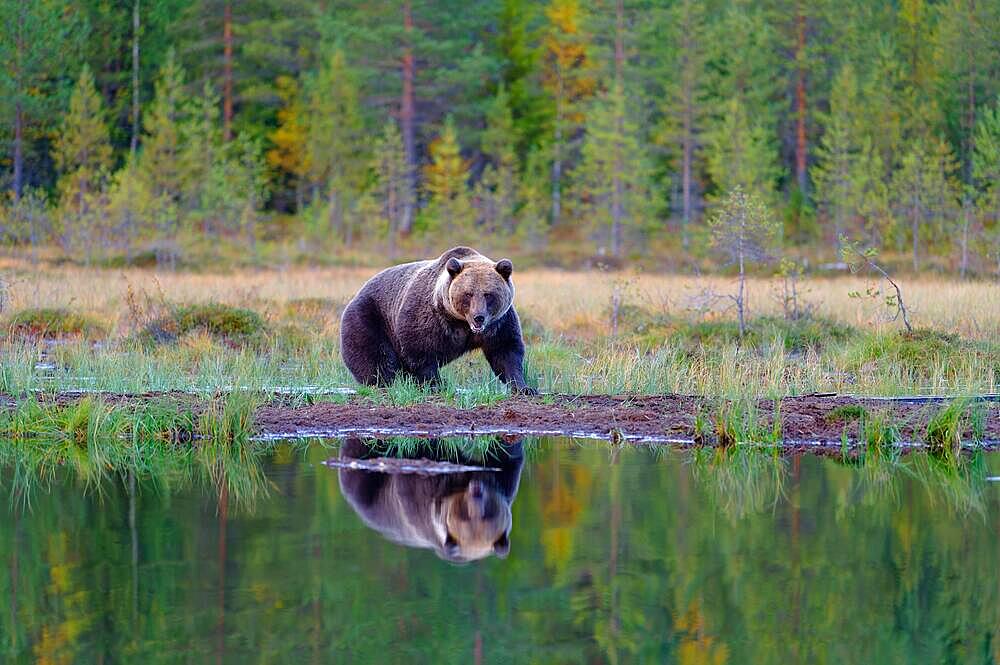 European brown bear (Ursus arctos) standing at a small lake, reflection, autumn, taiga in the background, Northern Finland, Finland, Europe