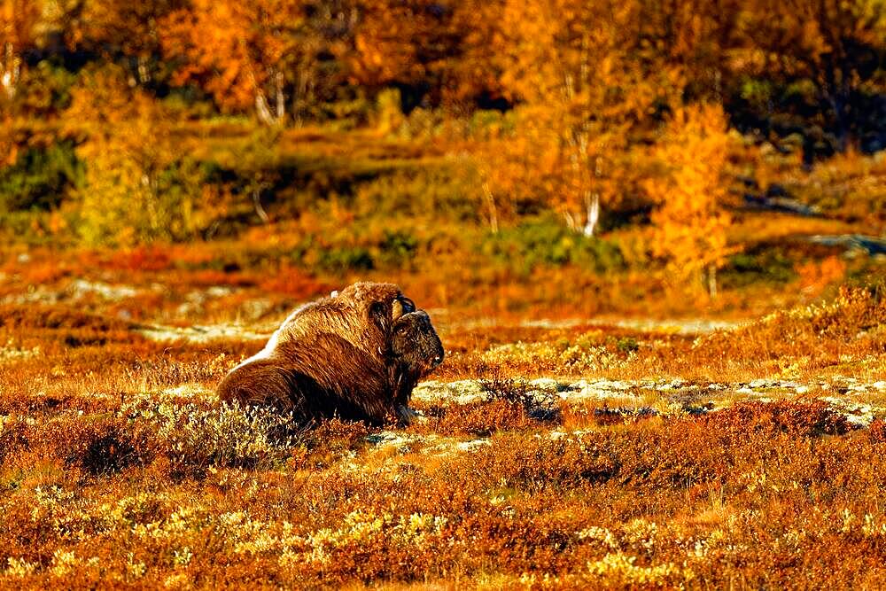 Musk ox (Ovibos moschatus) in Dovrefjell-Sunndalsfjella National Park, autumn, lying in the grass, Innlandet, More og Romsdal and Trondelag, Central Norway, Norway, Europe