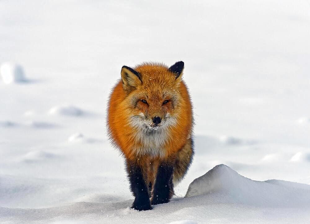 Red fox (Vulpes vulpes) in thick winter fur, in snowy landscape, snow crystals on face, Northwest Territories, Canada, North America