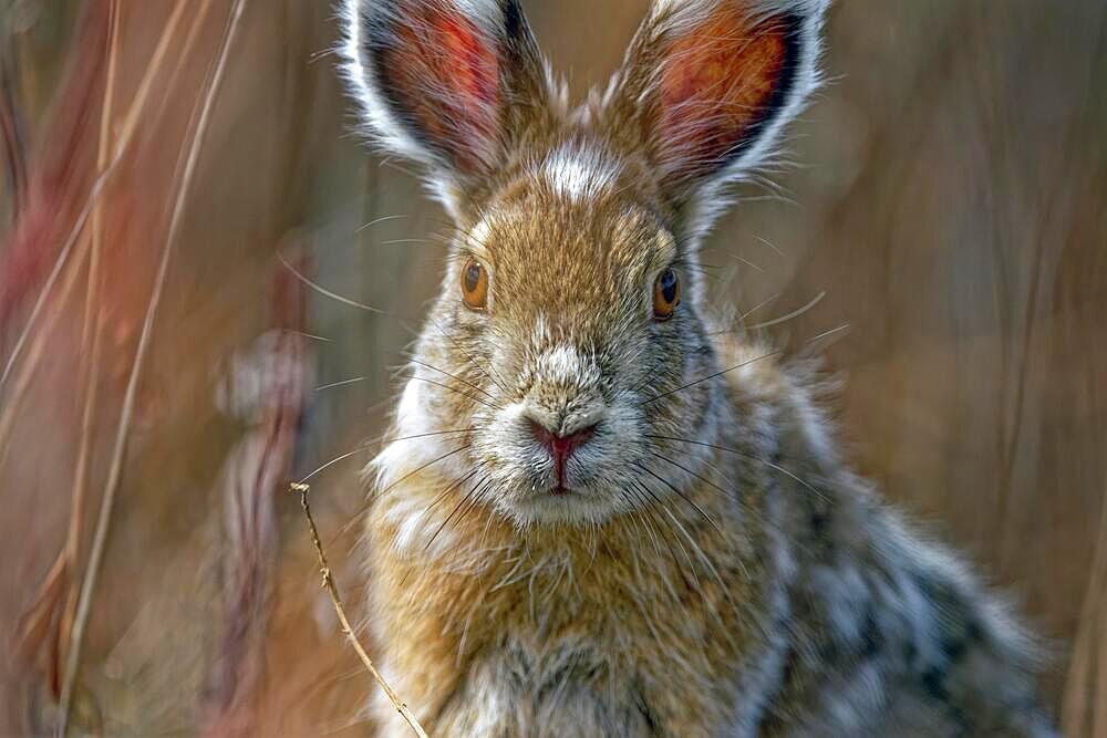 Snowshoe hare (Lepus americanus) changing fur winter, summer, detailed view, Yukon Territory, Canada, North America