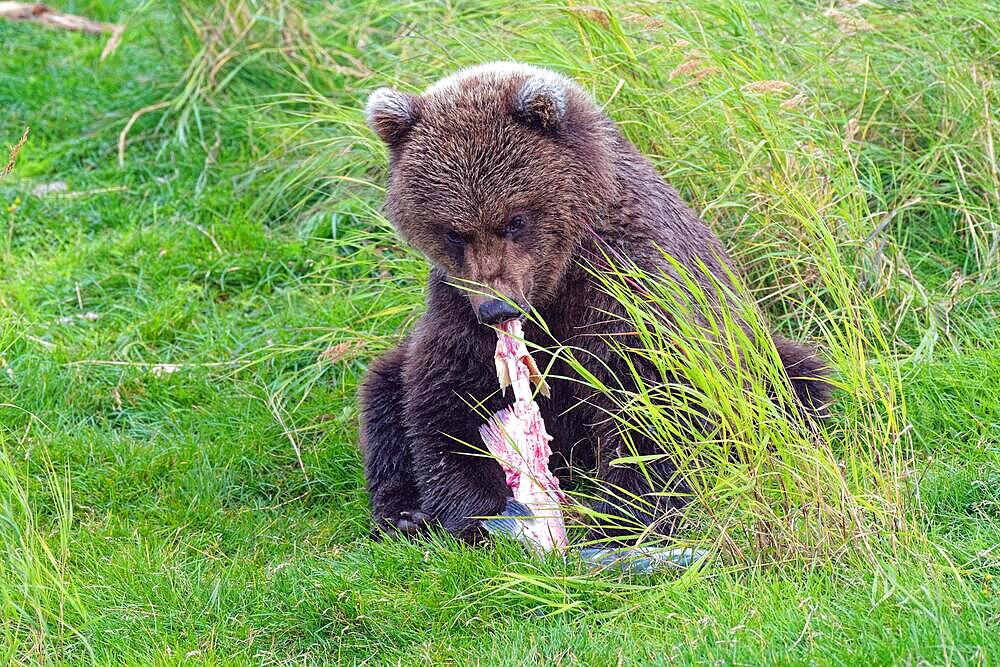 Brown bear (Ursus arctos), grizzly young on the coast, eating salmon, Katmai, Alaska, USA, North America