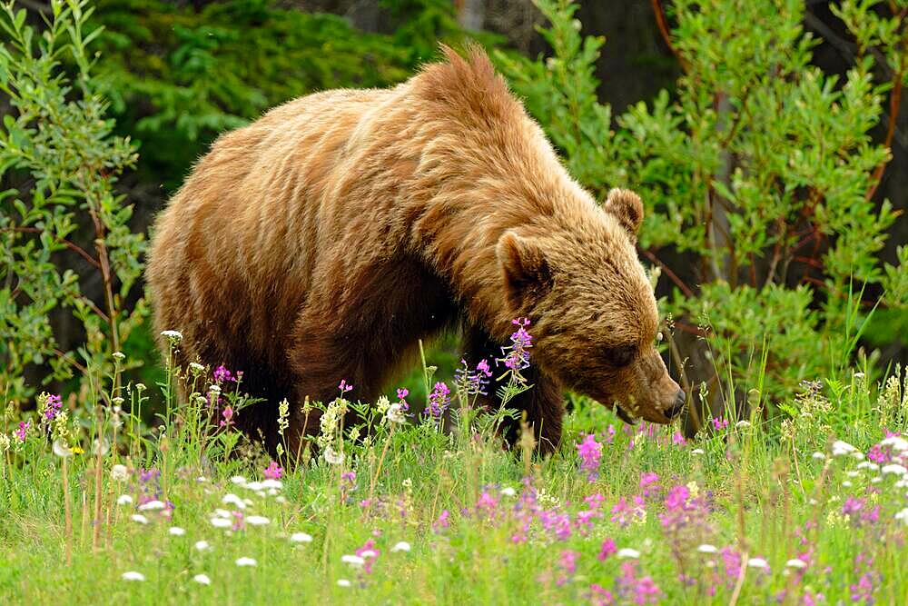 Brown bear (Ursus arctos), grizzly eating grass and flowers, light colouring, Yukon Territory, Canada, North America