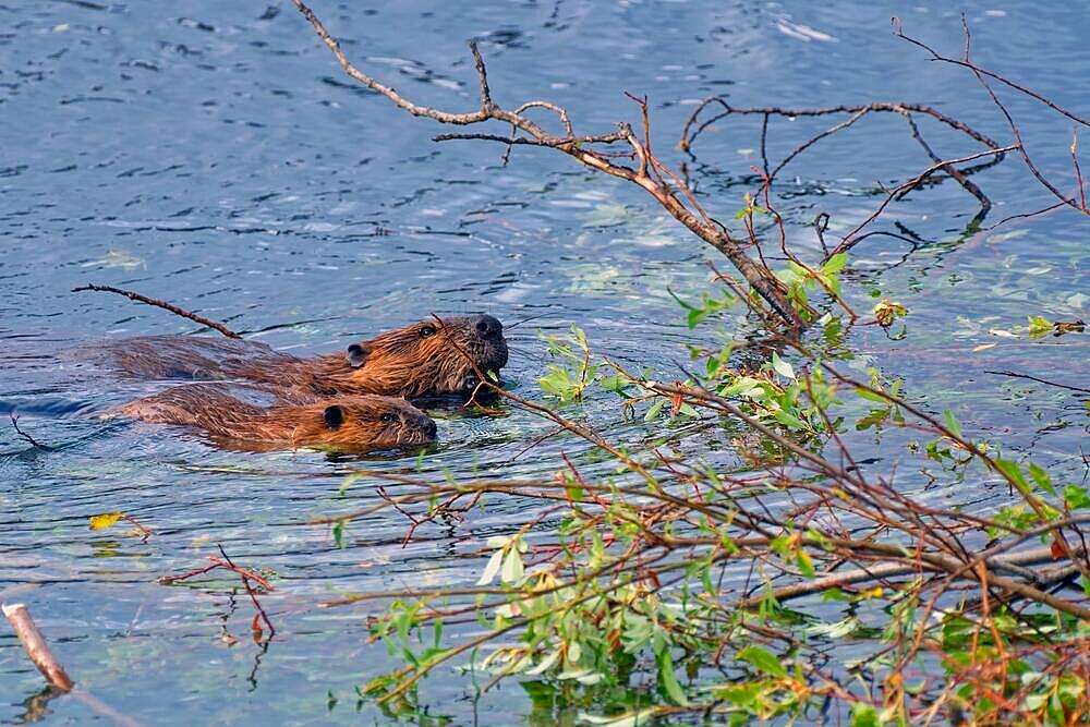 Two north american beavers (Castor canadensis), old and young swimming in the beaver pond, food plants visible, Yukon Territory, Canada, North America