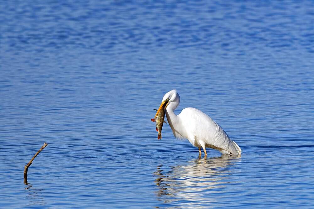 Great egret (Ardea alba) standing in the water, devouring a pike, Chiemsee, Upper Bavaria, Bavaria, Germany, Europe