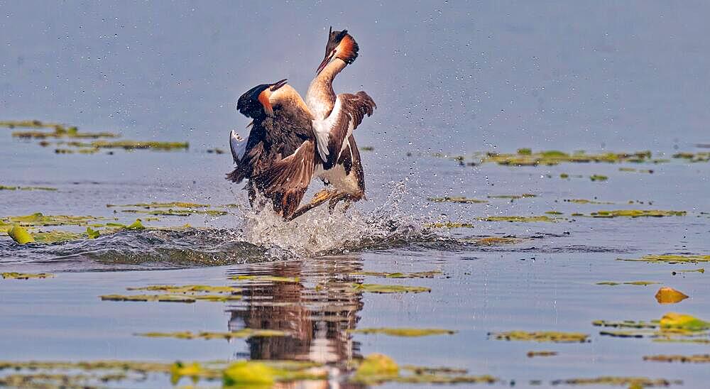 Two great crested grebe (Podiceps cristatus) in combat, in splendour, Chiemsee, Upper Bavaria, Bavaria, Germany, Europe