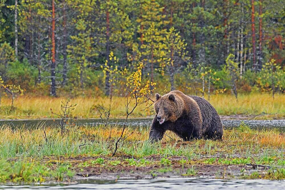 European brown bear (Ursus arctos) walking through swampy terrain, autumn, rear taiga, northern Finland, Finland, Europe