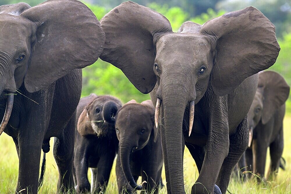 African forest elephants (Loxodonta cyclotis) in a clearing in Loango National Park, Parc National de Loango, Ogooué-Maritime Province, Gabon, Africa