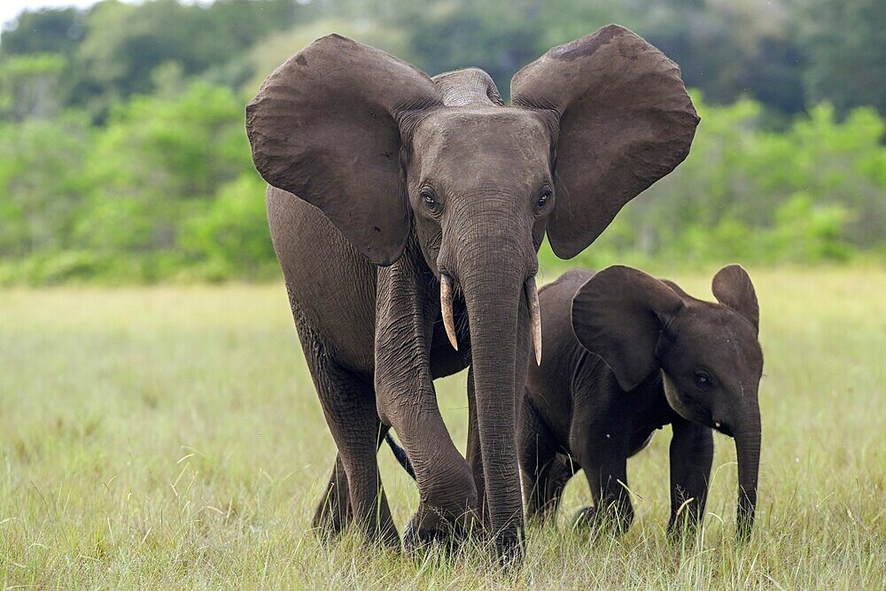 African forest elephants (Loxodonta cyclotis) in a clearing in Loango National Park, Parc National de Loango, Ogooué-Maritime Province, Gabon, Africa