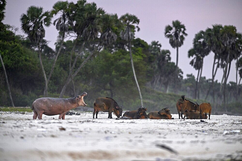 Hippopotamus (Hippopotamus amphibius) and red buffalo or forest buffalo (Syncerus nanus) on the beach, Petit Loango, Loango National Park, Parc National de Loango, Ogooué-Maritime Province, Gabon, Africa