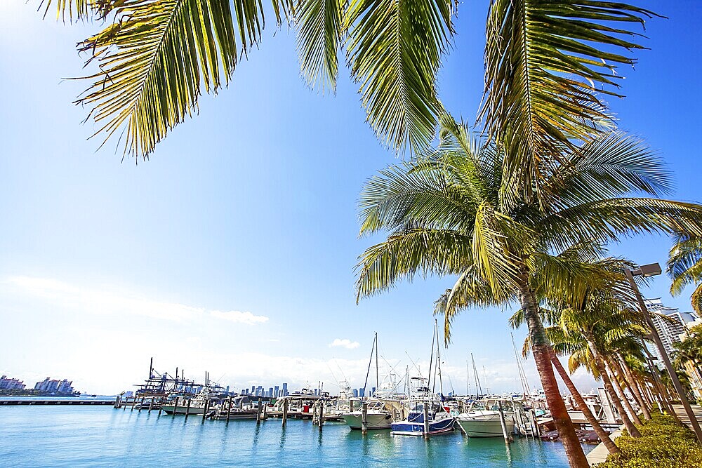 Yacht harbor in Miami Florida USA