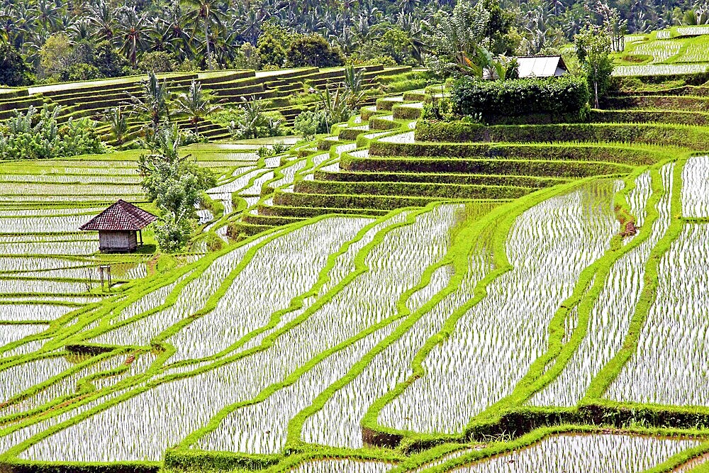 Rice fields and rice terraces in Bali Indonesia