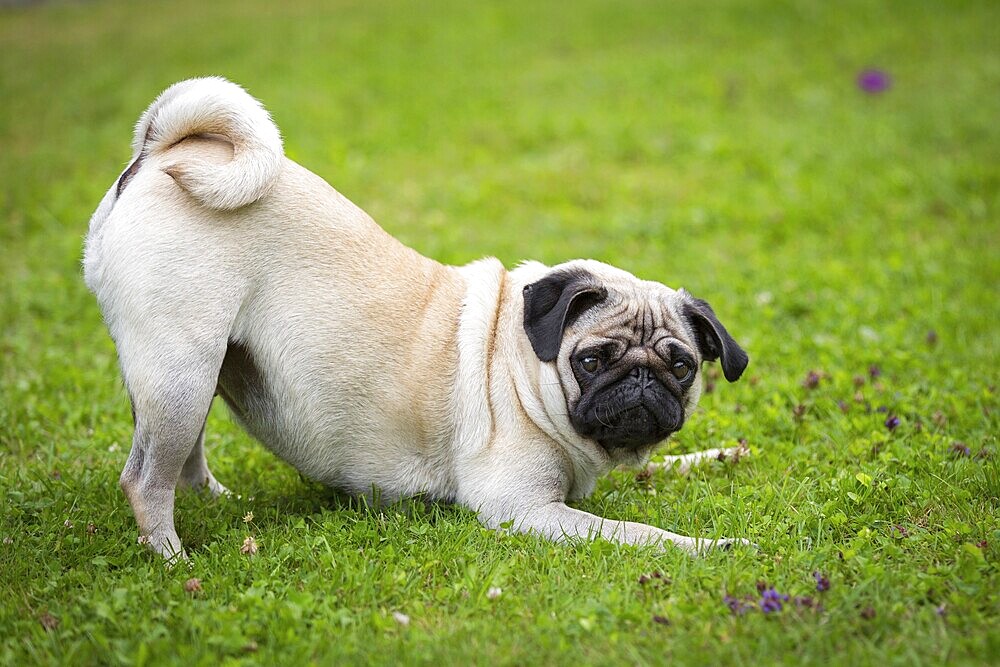 A pug in a meadow in a playful mood