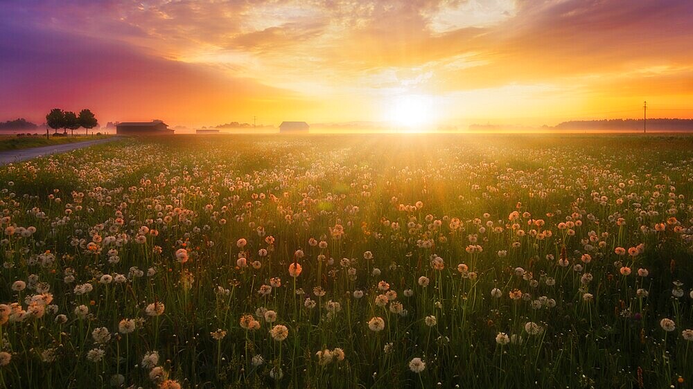 Colourful sunrise over a flower meadow with light ground mist