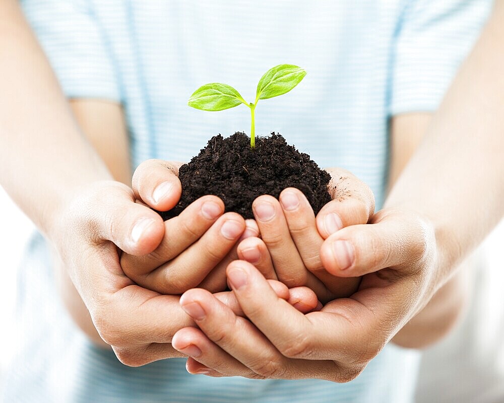 New life concept, parent and child hands holding small green plant sprout leaf growth at dirt soil heap white isolated