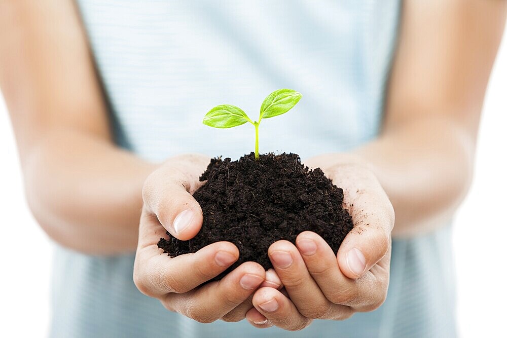 New life concept, human hand holding small green plant sprout leaf growth at dirt soil heap white isolated