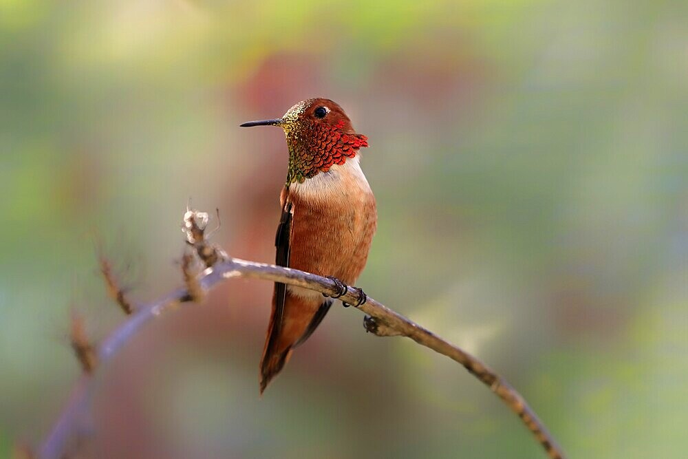 Rufous hummingbird (Selasphorus rufus), adult, male, perch, Sonoran Desert, Arizona, North America, USA, North America