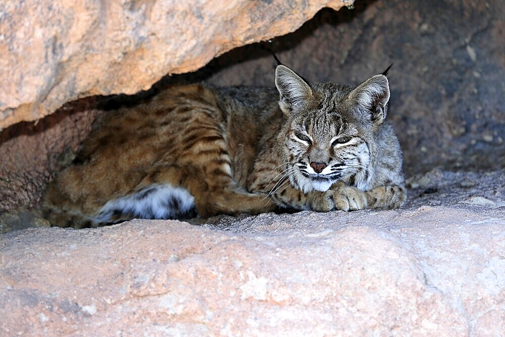 Bobcat, (Lynx rufus), adult, lying, at the den, resting, alert, Sonoran Desert, Arizona, North America, USA, North America