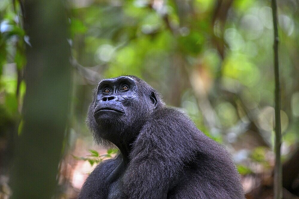 Western lowland gorilla (Gorilla gorilla gorilla), female, Loango National Park, Parc National de Loango, Ogooué-Maritime Province, Gabon, Africa