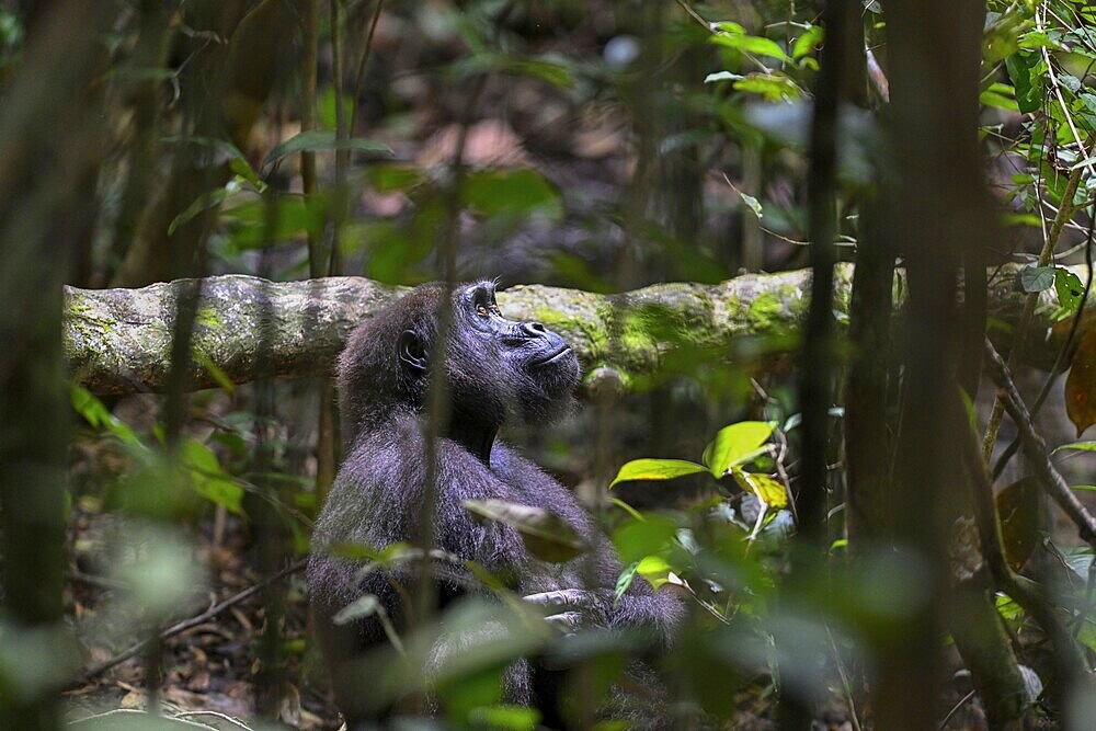 Western lowland gorilla (Gorilla gorilla gorilla), female, Loango National Park, Parc National de Loango, Ogooué-Maritime Province, Gabon, Africa