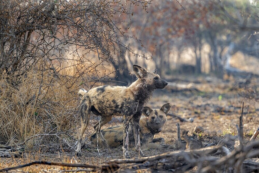 African wild dog (Lycaon pictus), Kruger National Park, South Africa, Africa