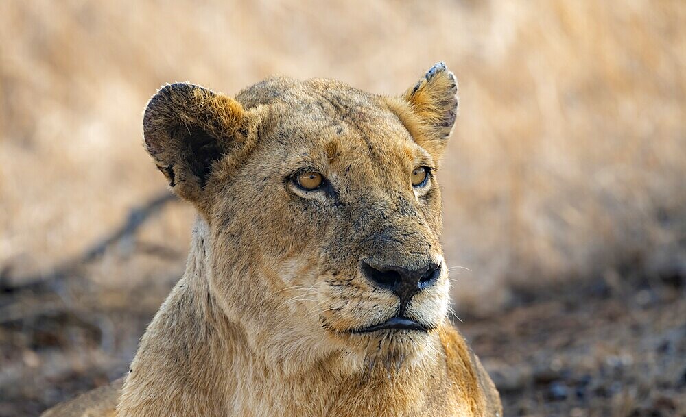 Lion (Panthera leo), adult female, animal portrait, lying, African savannah, Kruger National Park, South Africa, Africa