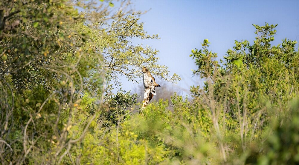 Southern giraffe (Giraffa giraffa giraffa), between the trees, eating leaves, African savannah, Kruger National Park, South Africa, Africa