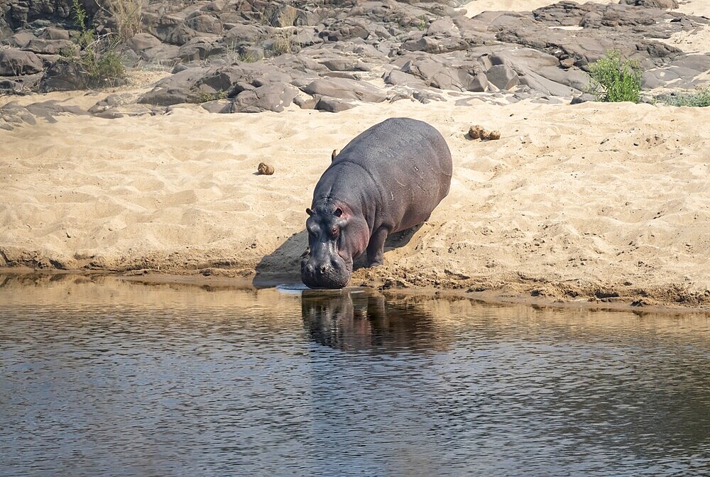 Hippopotamus (Hippopatamus amphibius) on the sandy bank of a river, adult, Kruger National Park, South Africa, Africa