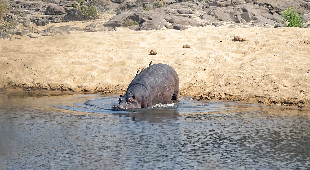 Hippopotamus (Hippopatamus amphibius) entering the river, adult, Kruger National Park, South Africa, Africa