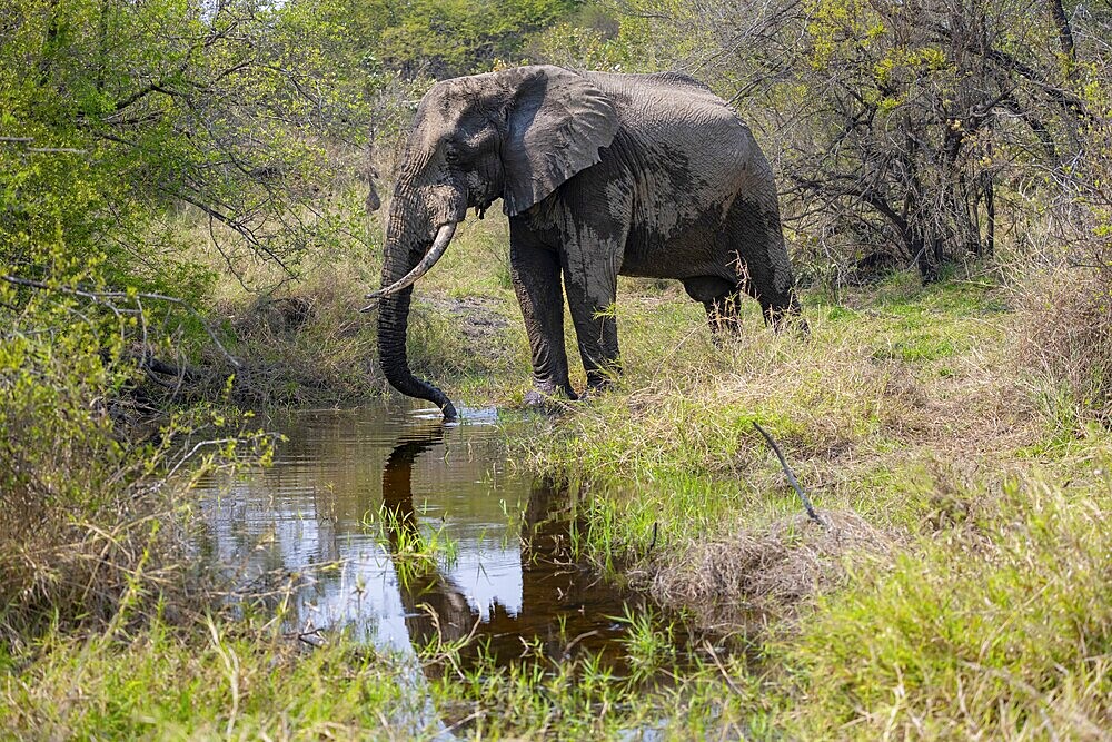 African elephant (Loxodonta africana), male drinking at a river, Kruger National Park, South Africa, Africa